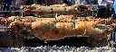 whole-lambs-kokorec-coals-fire.webp